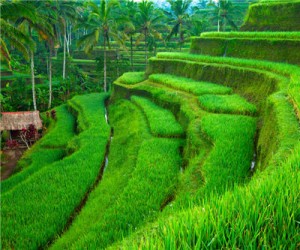 Terraced Farm