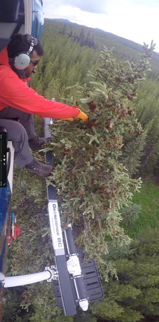 Geoscience BC collected 421 samples from the tops of 20-25 metre tall spruce trees using a helicopter to determine whether trace amounts of metals found in trees could lead prospectors to the next big mineral discovery.
