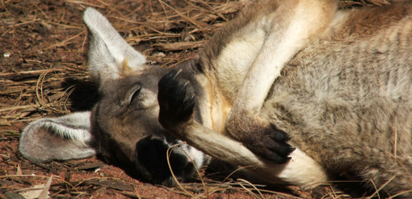 sleeping project Australia - MINING.COM