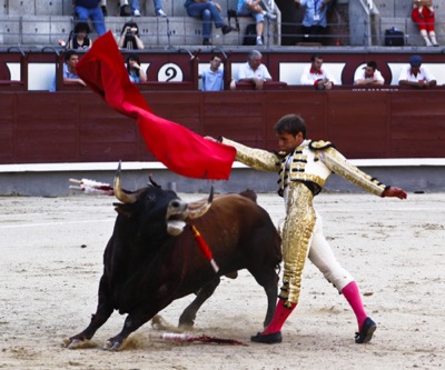 Spain bull