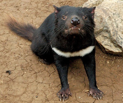 Iron ore mine faces fresh charges of risking Tasmanian devils