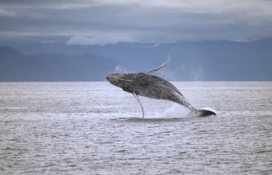 Canada says whales no longer in danger as oil pipeline verdict looms