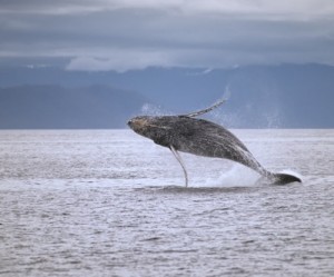 Canada says whales no longer in danger as oil pipeline verdict looms