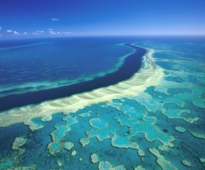 UNESCO to place Great Barrier in high risk list unless Australia steps up protection efforts