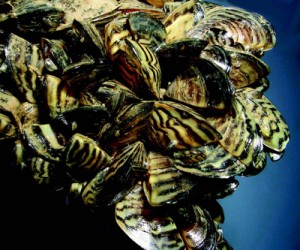 Liquid potash helps Canada control mussels plague