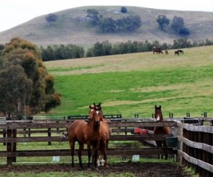Horse breeders win coal mine expansion fight against Anglo