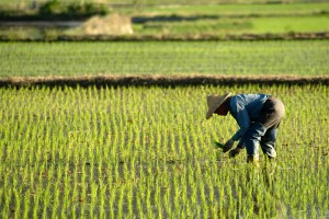 Potash producers rejoice — China likely to pay more for it this year