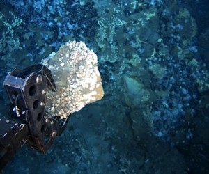 Deep sea mining: a potential source of renewable resources?