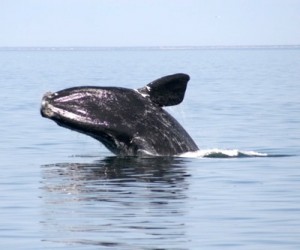 New study says Energy East Pipeline would hurt whales