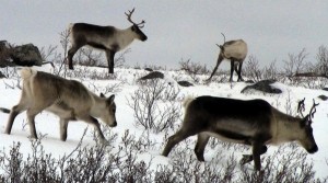 Nunavut board allowed mining exploration on Bathurst caribou calving grounds