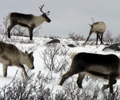 Nunavut board allowed mining exploration on Bathurst caribou calving grounds