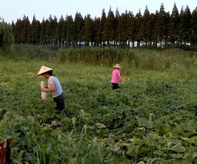 China’s coal companies are so desperate, they’ve started farming to keep employees busy