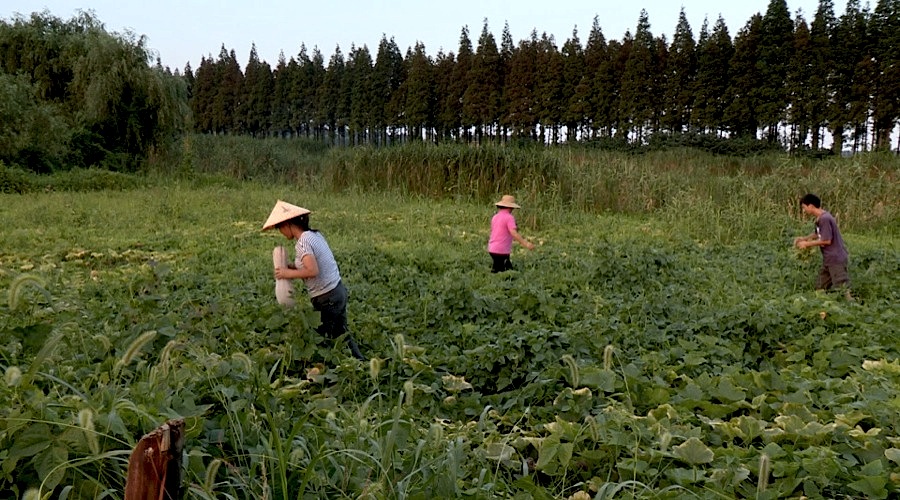 China’s coal companies are so desperate, they’ve started farming to keep employees busy
