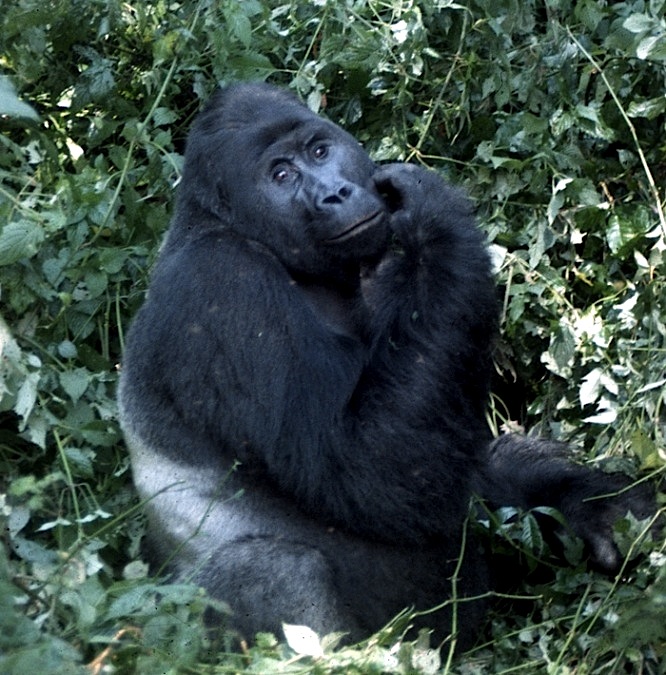Illegal mining in Congo wiping out gorilla populations
