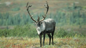 Cenovous bumps up caribou protection project with $32 million investment