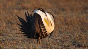 sage-grouse-nevada-mineral-exploration-coalition