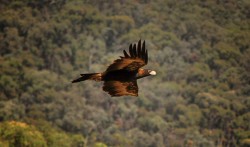 VIDEO: Eagles attack and take down drones at remote mining site in Australia