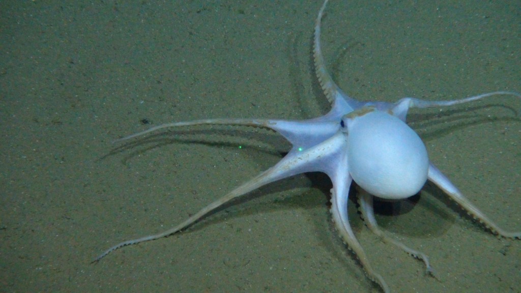 Newly found ‘ghost octopods’ at risk from deep-sea mining - MINING.COM