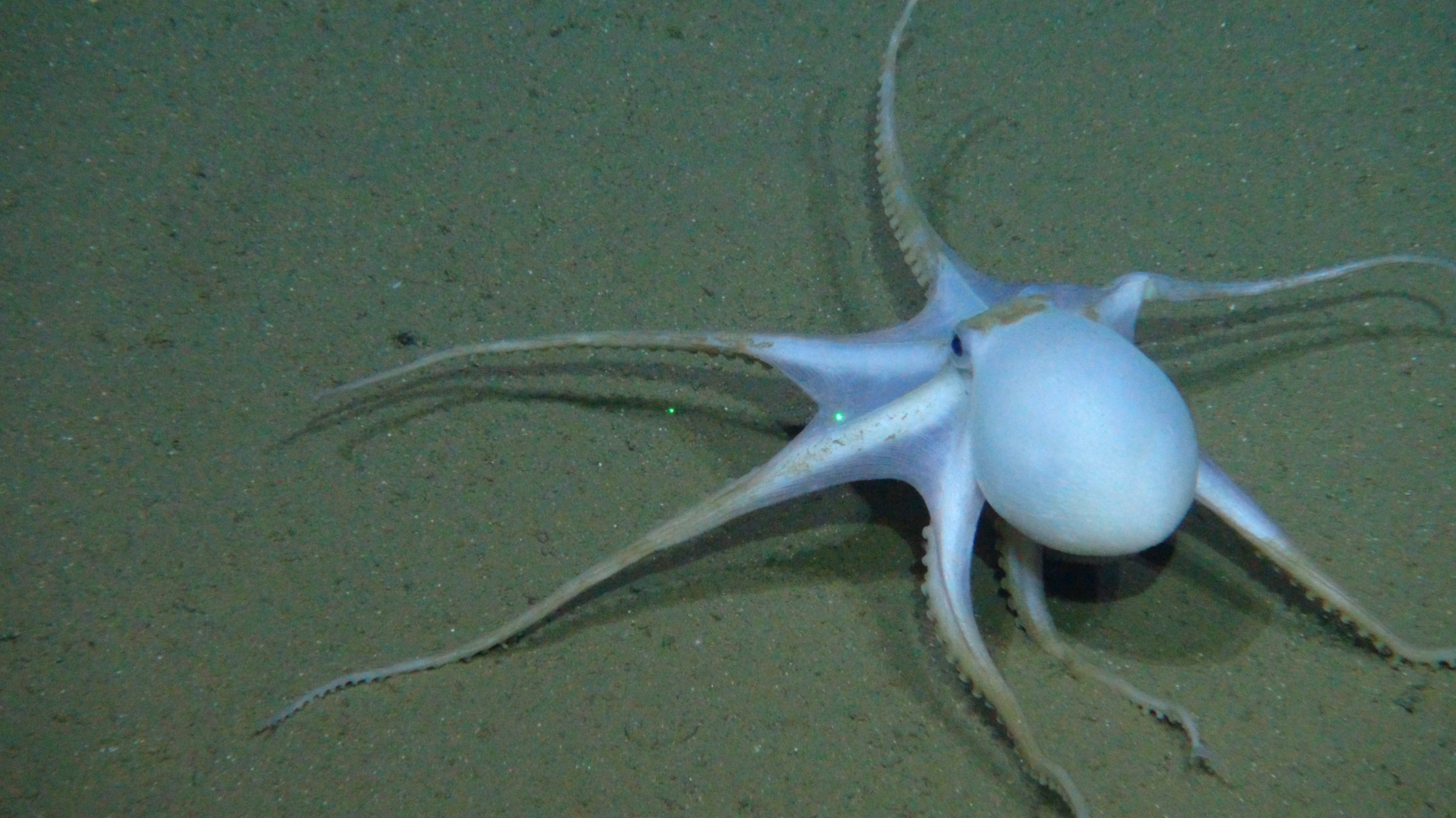 Newly found ‘ghost octopods’ at risk from deep-sea mining