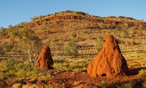 Tree leaves and termites may be key to finding gold deposits