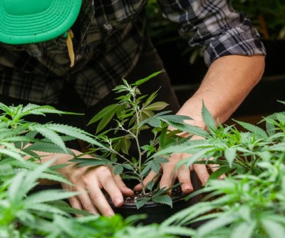 This potash producer will help marijuana growers get a better product