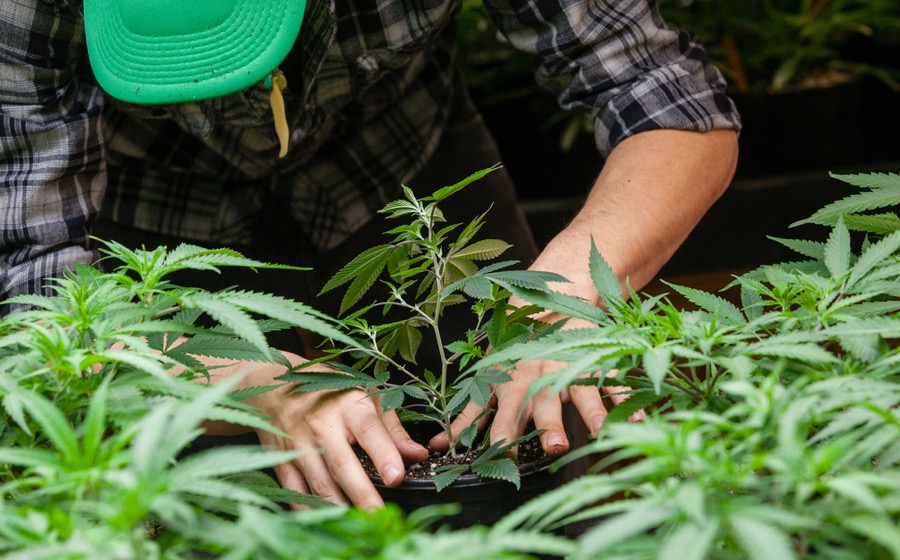 This potash producer will help marijuana growers get a better product