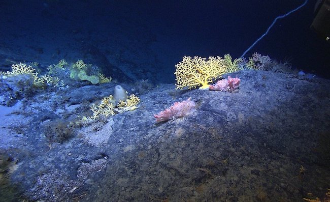 Experts come up with plan for protecting deep-sea life from mining