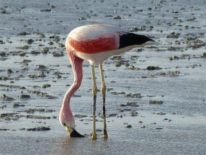 Water rights under scrutiny in Chile’s Atacama Desert