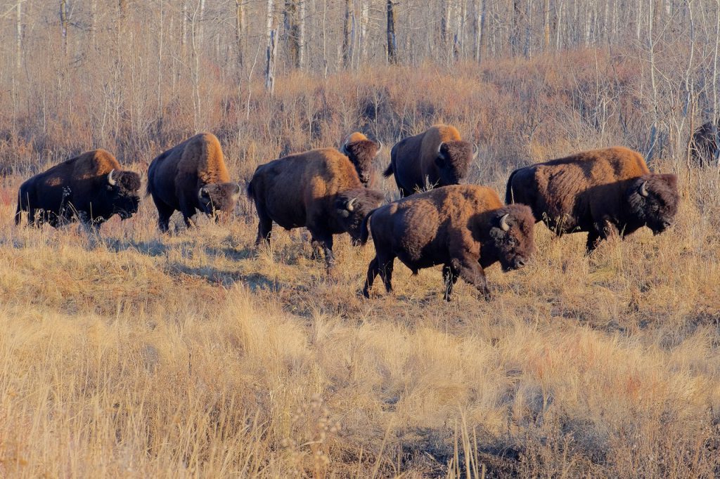 Canada's wood bison near proposed oil project face 'imminent threats'