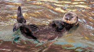 Portofino to explore South of Otter property in Ontario