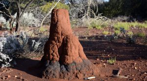 Termite mounds reveal hidden battery metal deposits