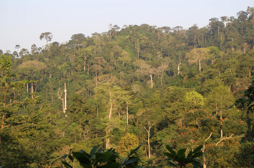 Ghanaian activists sue government to save forest from mine