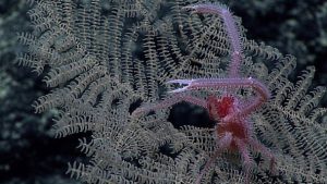 New coral species prized for mining potential