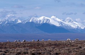 Trump to sell Arctic oil rights days before Biden sworn in