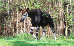 Congo seizes gold worth $1.9 million in Okapi wildlife reserve