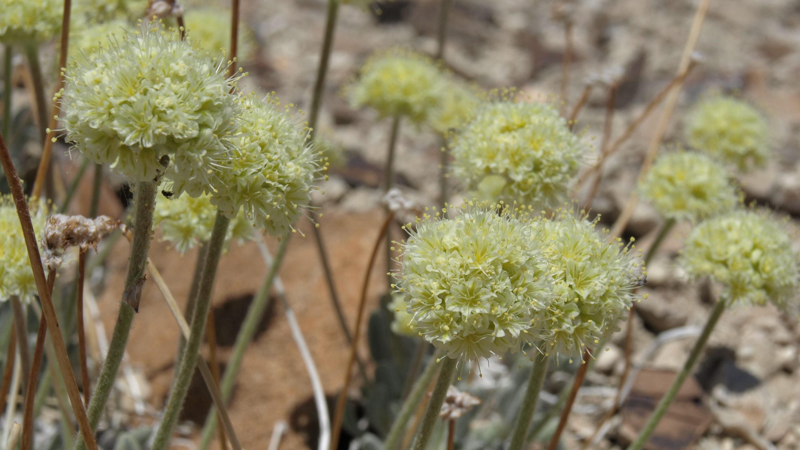 US officials to list Nevada flower as endangered, dealing blow to ioneer