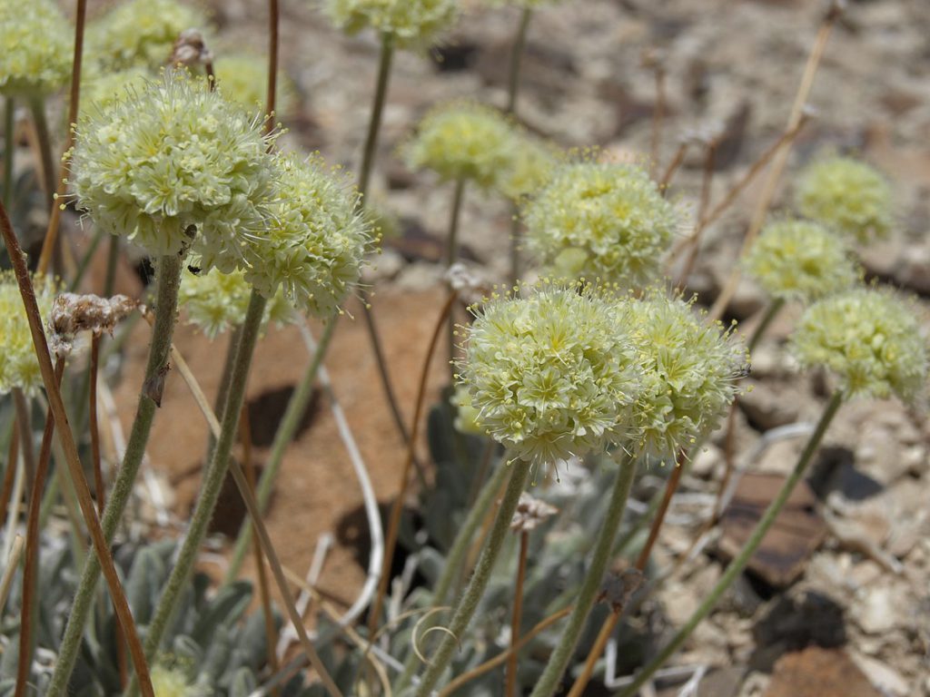 US advances plan to protect Nevada flower near lithium project