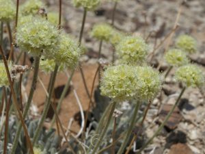 US advances plan to protect Nevada flower near lithium project