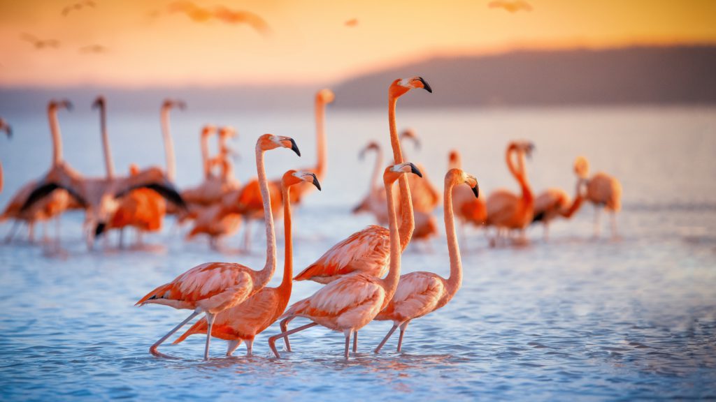 In Chile's Atacama, lithium mining stirs fight over flamingos