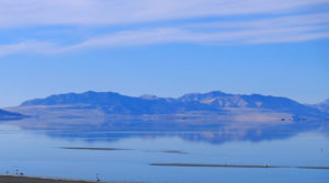 Great Salt Lake plants, insects absorb toxic metals from surrounding mines, refineries