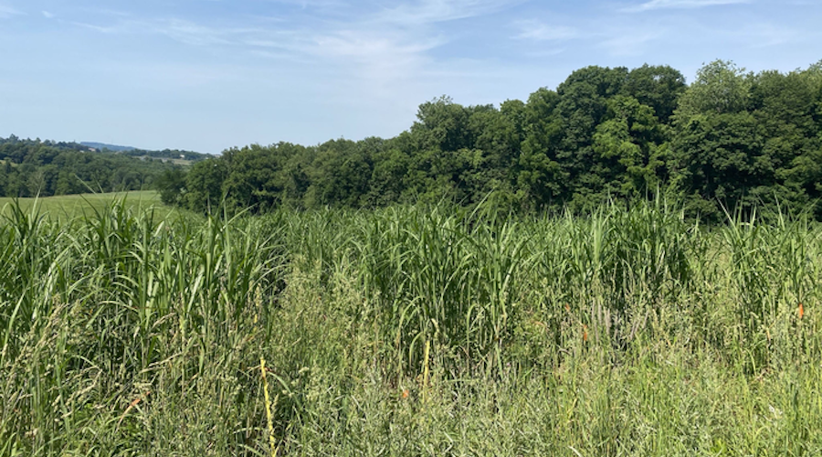 Researchers study role of tall grass in post-mining soil recovery