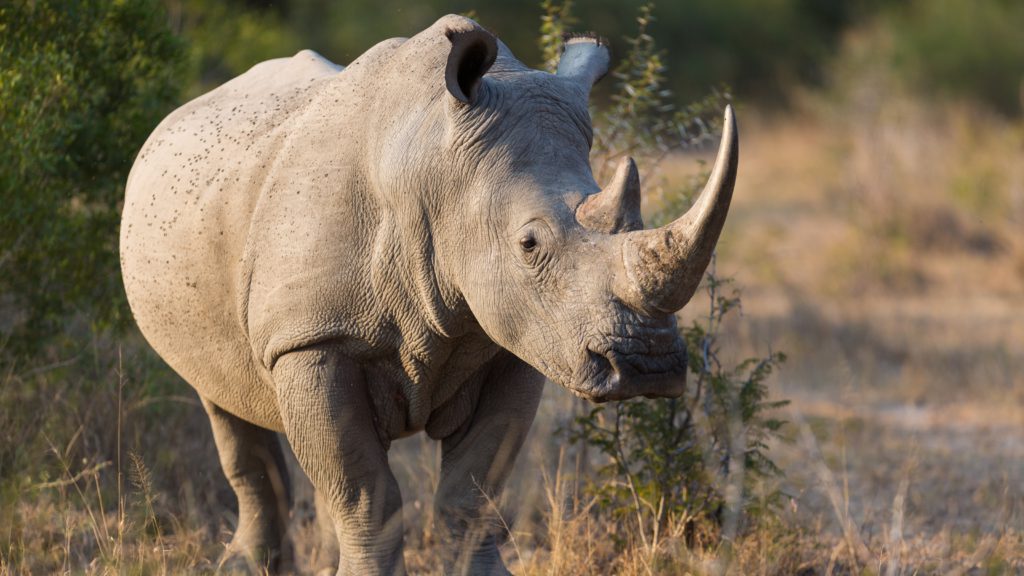 Rhinos Return to Mozambique Park After More Than 40 Years