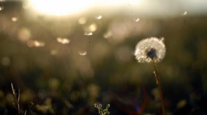 Wind harvester harnesses energy produced by light breezes