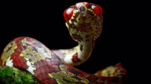 Sibon canopy snake