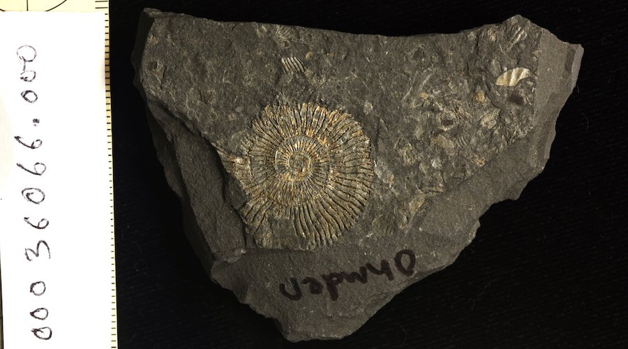 Ammonite fossil From the Ohmden quarry, Posidonia shale lagerstatte