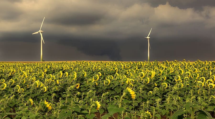 Wind turbines in a sunflower field