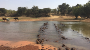 Kodal Minerals lithium project in Mali unfazed by new law