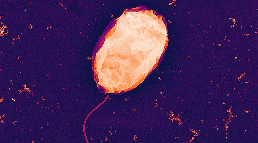 Genetically engineered bacterium Vibrio natriegens to help process rare-earth elements.