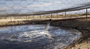 Fracking wastewater.