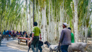 Uyghur people travel along birch tree lined roads to the weekly market at Yopurga near Kashgar in Xinjiang Uygur Autonomous Region of China.